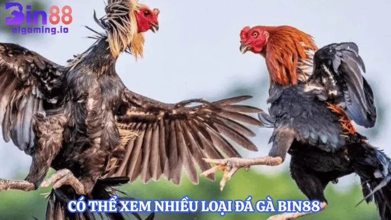 co-the-xem-nhieu-loai-da-ga-bin88