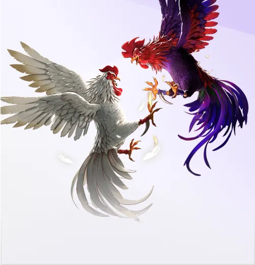 cock fight